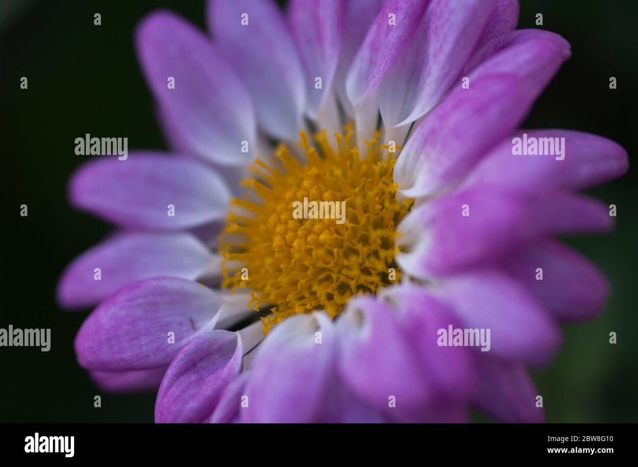 gros plan du bouquet de trois fleurs dans un jardin Banque D'Images