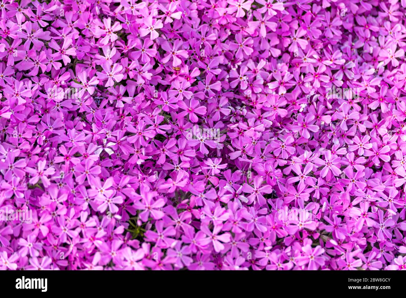 Fleurs roses à cinq pétumés de phlox rampant d'Atropurpurea ou de phlox de mousse ou de phlox de montagne ou de rose de mousse (Phlox subulata) Banque D'Images