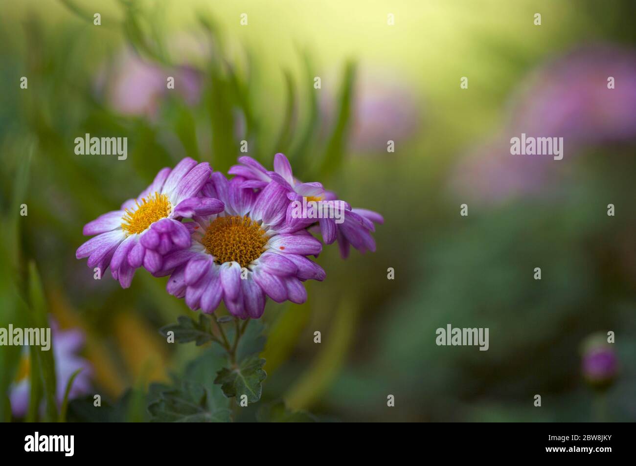 bouquet de trois fleurs dans un jardin Banque D'Images