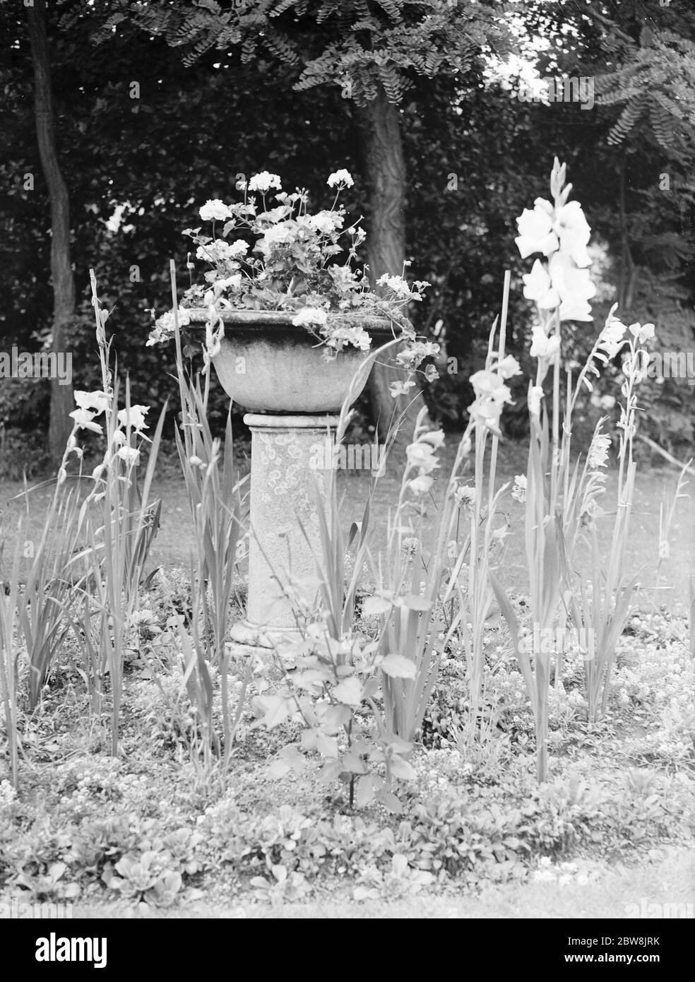 Police ( ancienne ) utilisée comme support de fleur de jardin . 1937 Banque D'Images