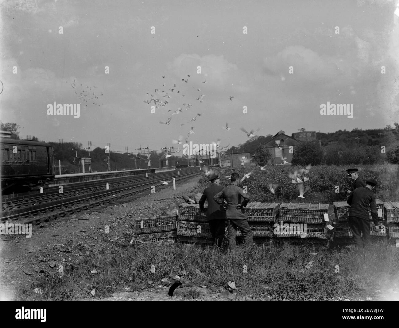 Les pigeons sont sortis au début de leur course à la maison . 1935 . Banque D'Images