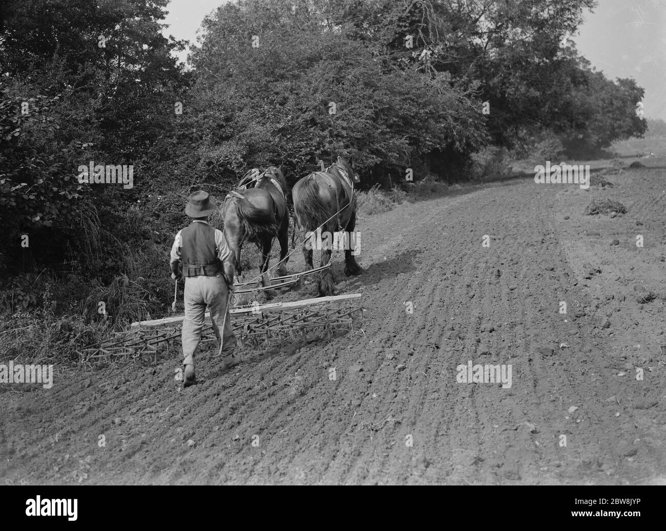 Un agriculteur et son équipe de chevaux hermer un champ . 1935 . Banque D'Images