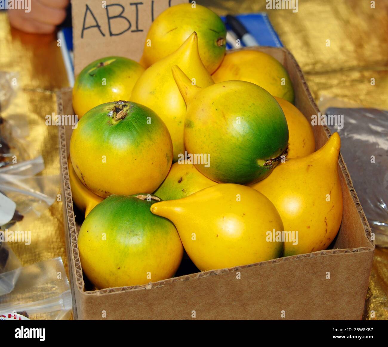 Abiu fruit est situé dans une boîte en carton prête à la vente au marché agricole de Hilo sur la Grande île d'Hawaï. Banque D'Images