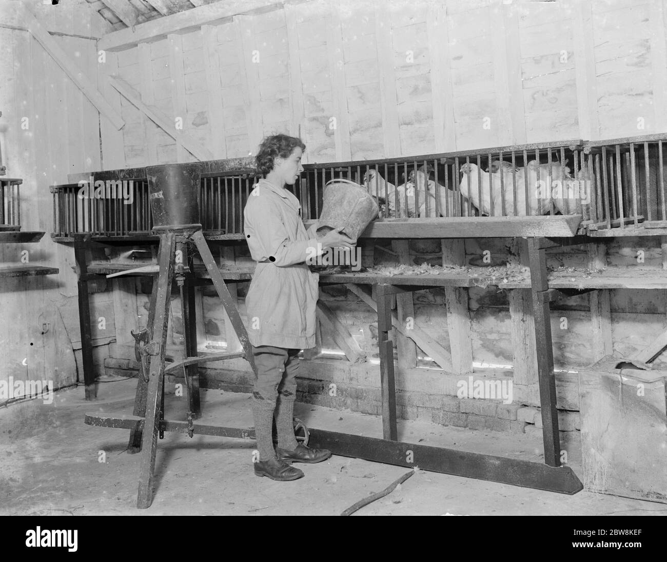 Une jeune agriculteur agricole nourrit ses poulets . 1935 . Banque D'Images