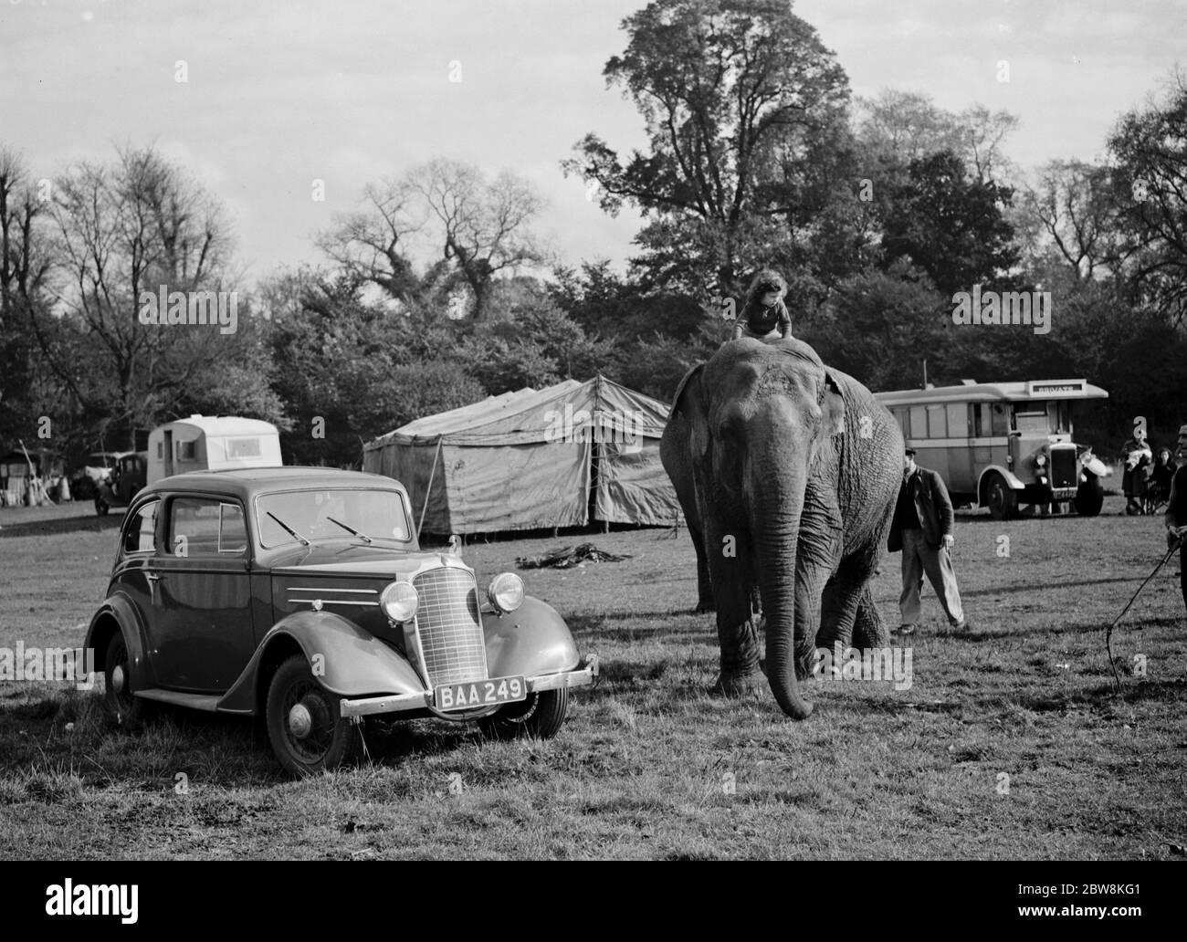 Les éléphants du cirque sont criblés par une petite fille pour une promenade à Foots Cray . 27 octobre 1937 . Banque D'Images
