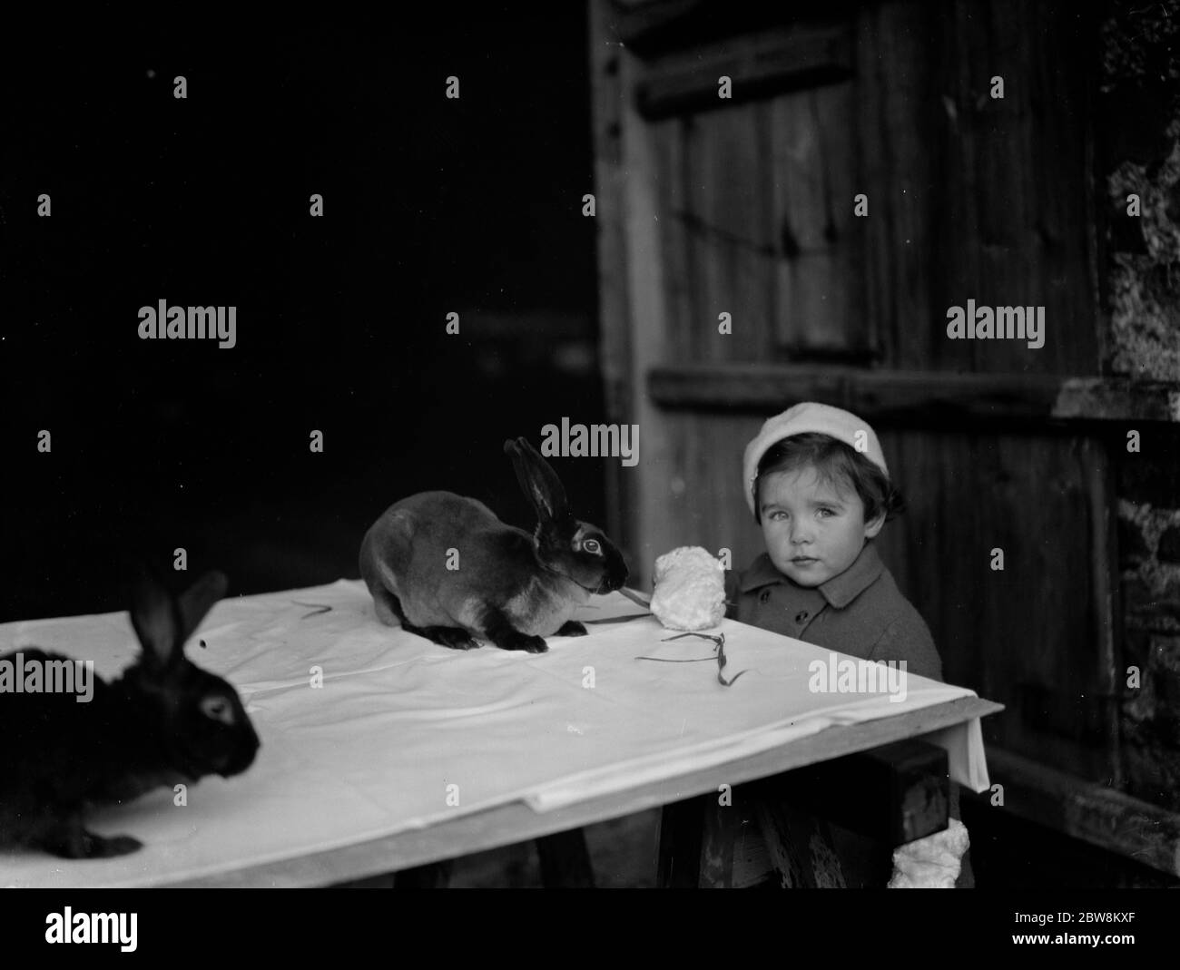 Une petite fille regarde les lapins . 1937 . Banque D'Images