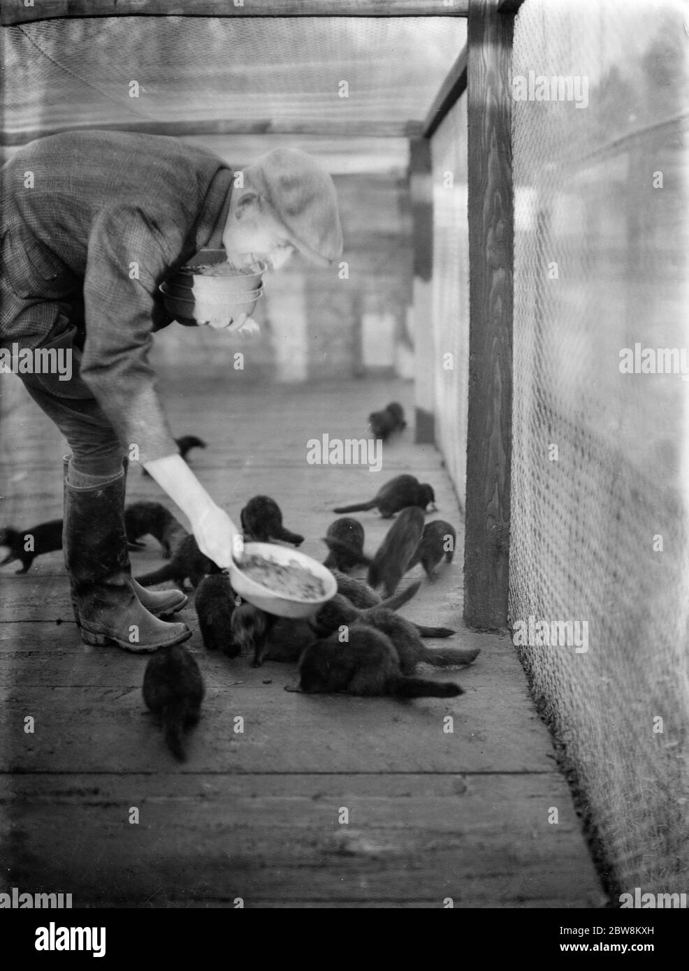 R H marron allaitant les visons dans la cage . 1937 . Banque D'Images