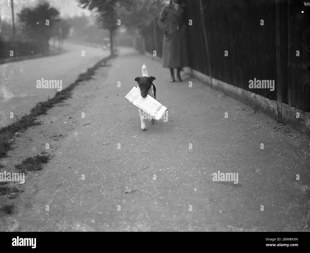 Le terrier de Mme Carr portant le journal The Times . 1er novembre 1936 Banque D'Images