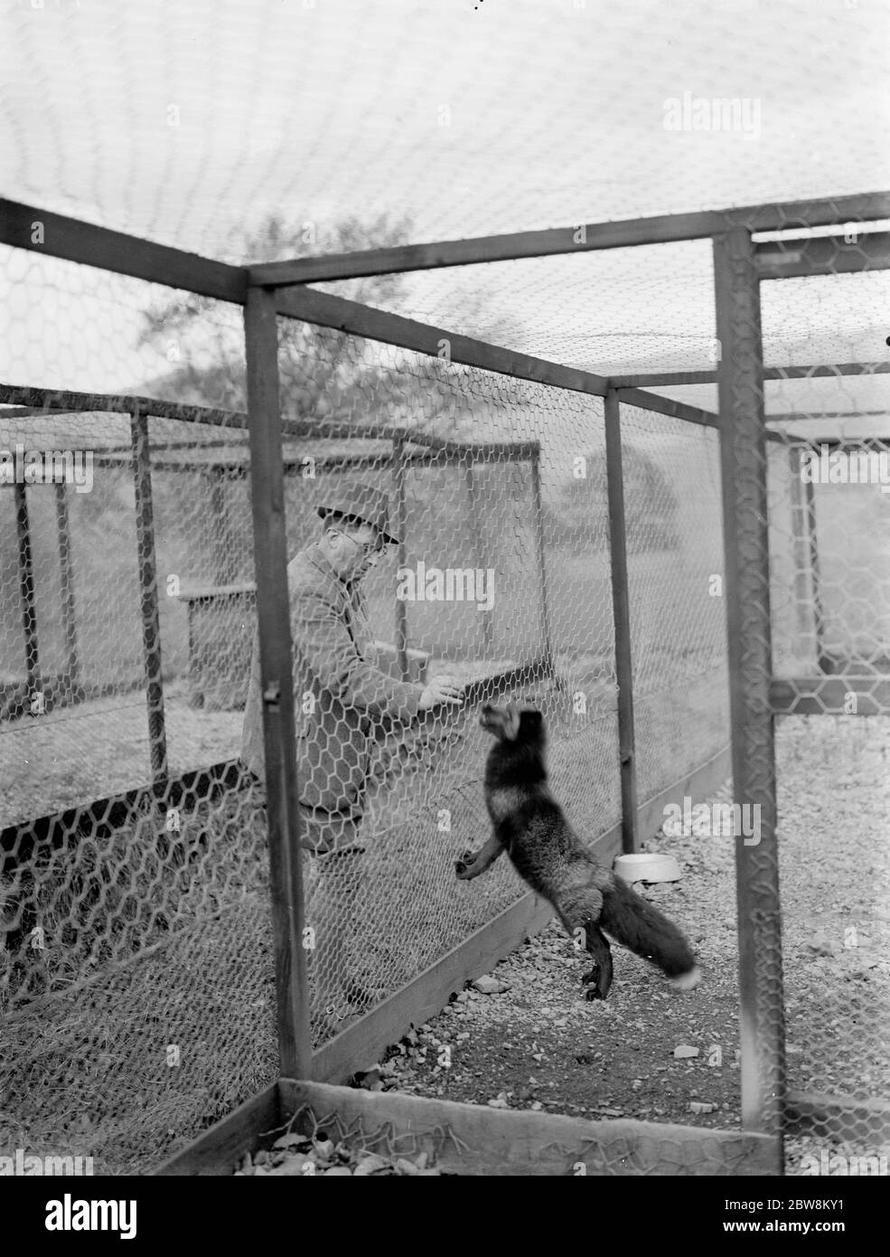 K T Stephens nourrissant le renard argenté a dans la cage . 1937 . Banque D'Images