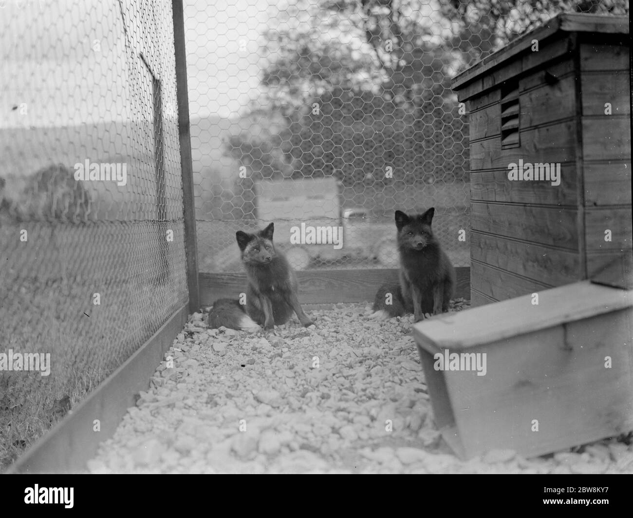 Un gros plan d'un renard argenté dans la cage . 1937 . Banque D'Images