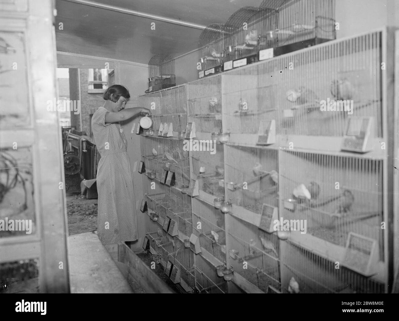 Des canaris en cage sont nourris et arrogés. 1937 Banque D'Images