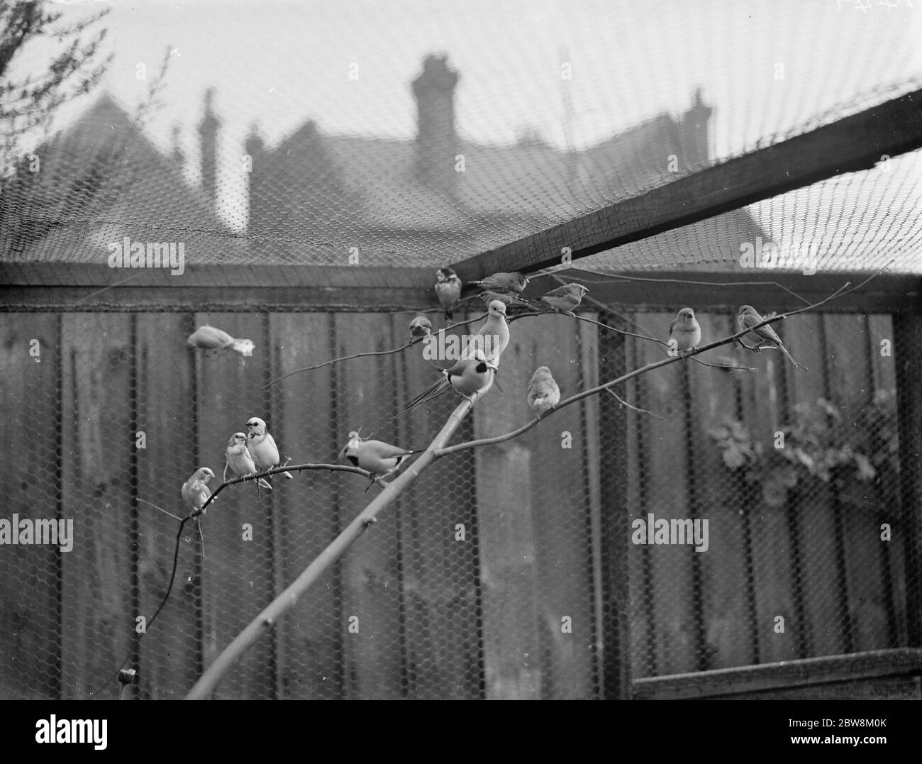 Oiseaux en cage - bourgeonnards dans une volière extérieure . 1937 Banque D'Images