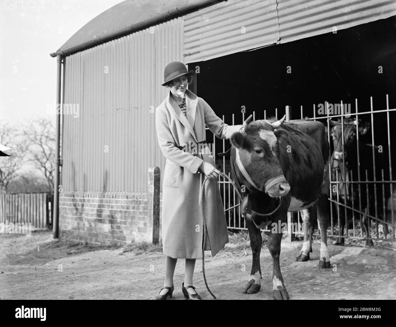 Un jeune génisse portant une cloche de vache , Cranbrook , Kent 1935 Banque D'Images