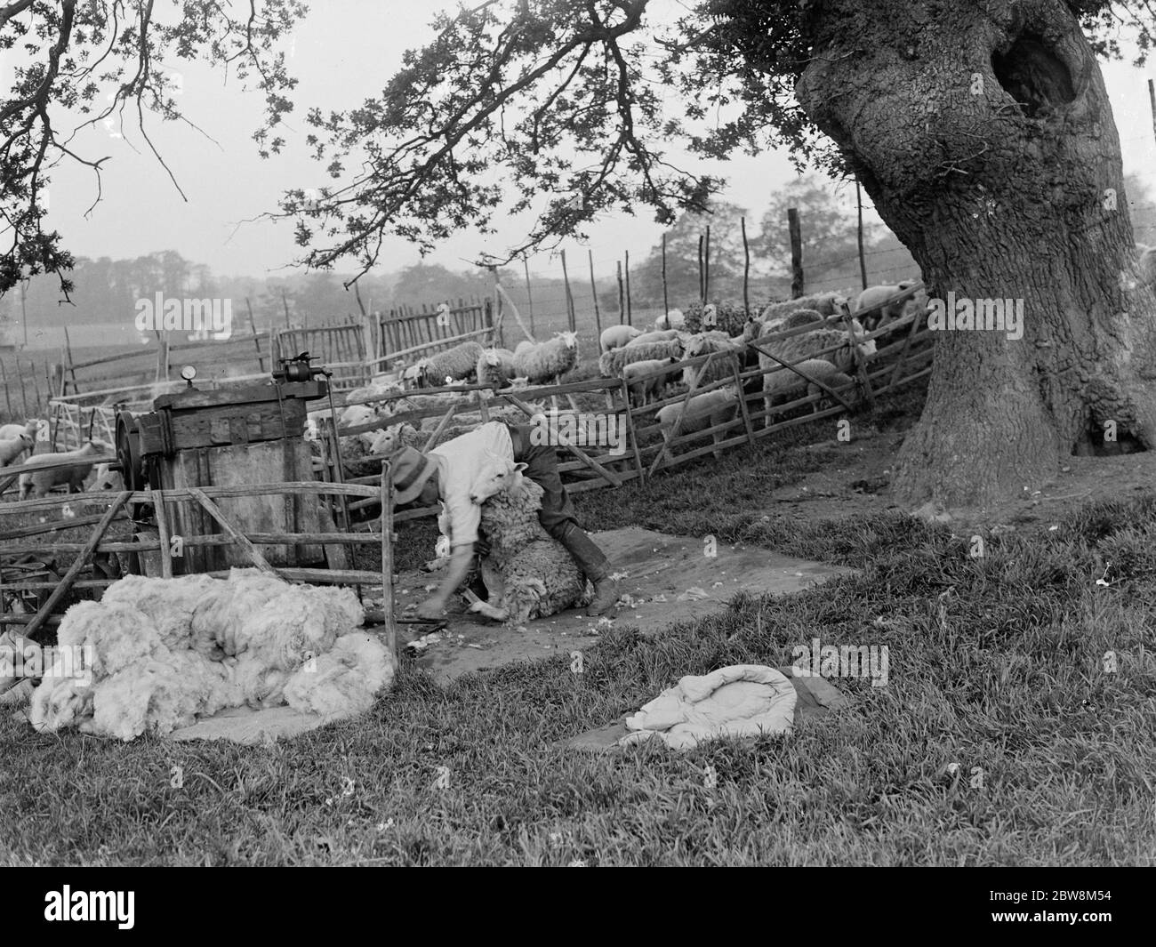 Un fermier cisaille son troupeau de moutons dans le paddock . 1935 Banque D'Images
