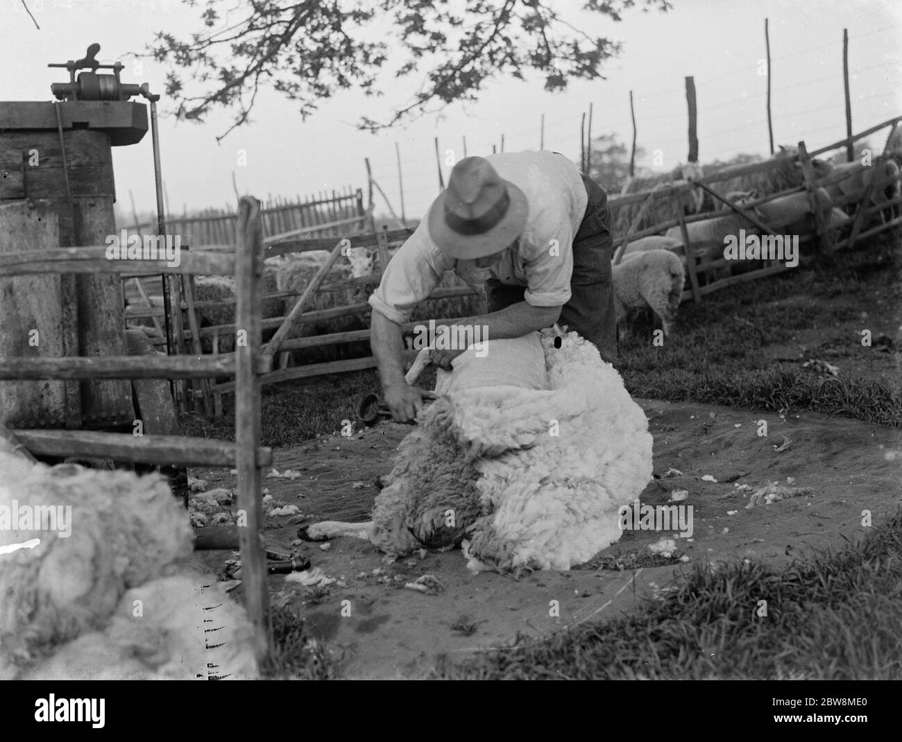 Tonte de moutons . Une main de fermier - cisaille son troupeau de moutons . 1935 Banque D'Images