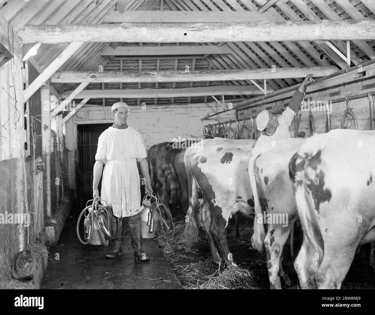 Les hommes latent les vaches dans le hangar de vache . 1936 . Banque D'Images