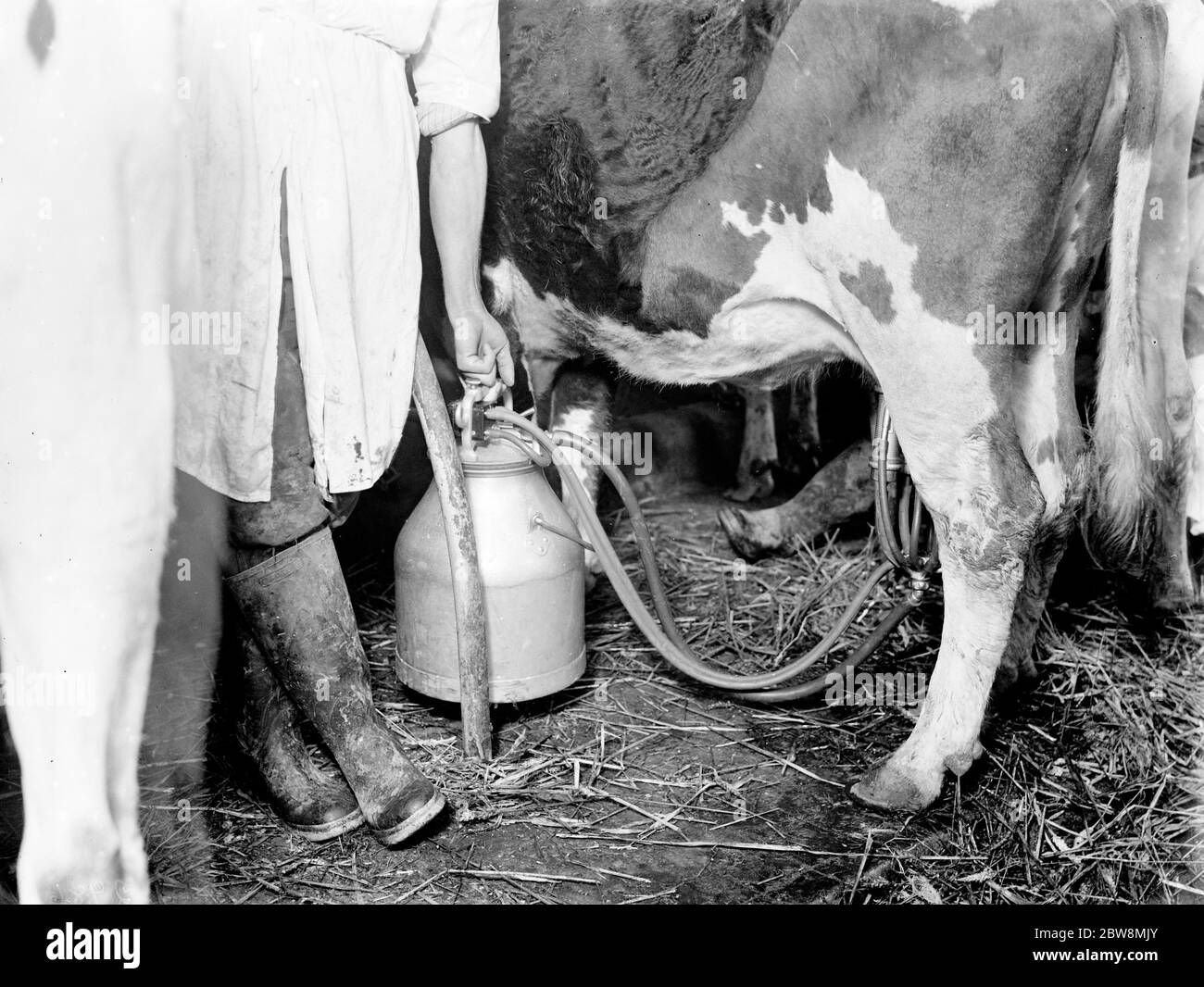 Les hommes latent les vaches dans le hangar de vache . 1936 . Banque D'Images