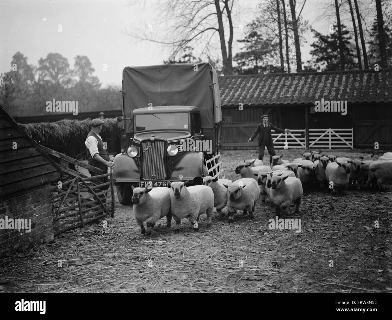 Un fermier chargeant ses moutons sur un camion Bedford dans le Hampshire . 1937 Banque D'Images