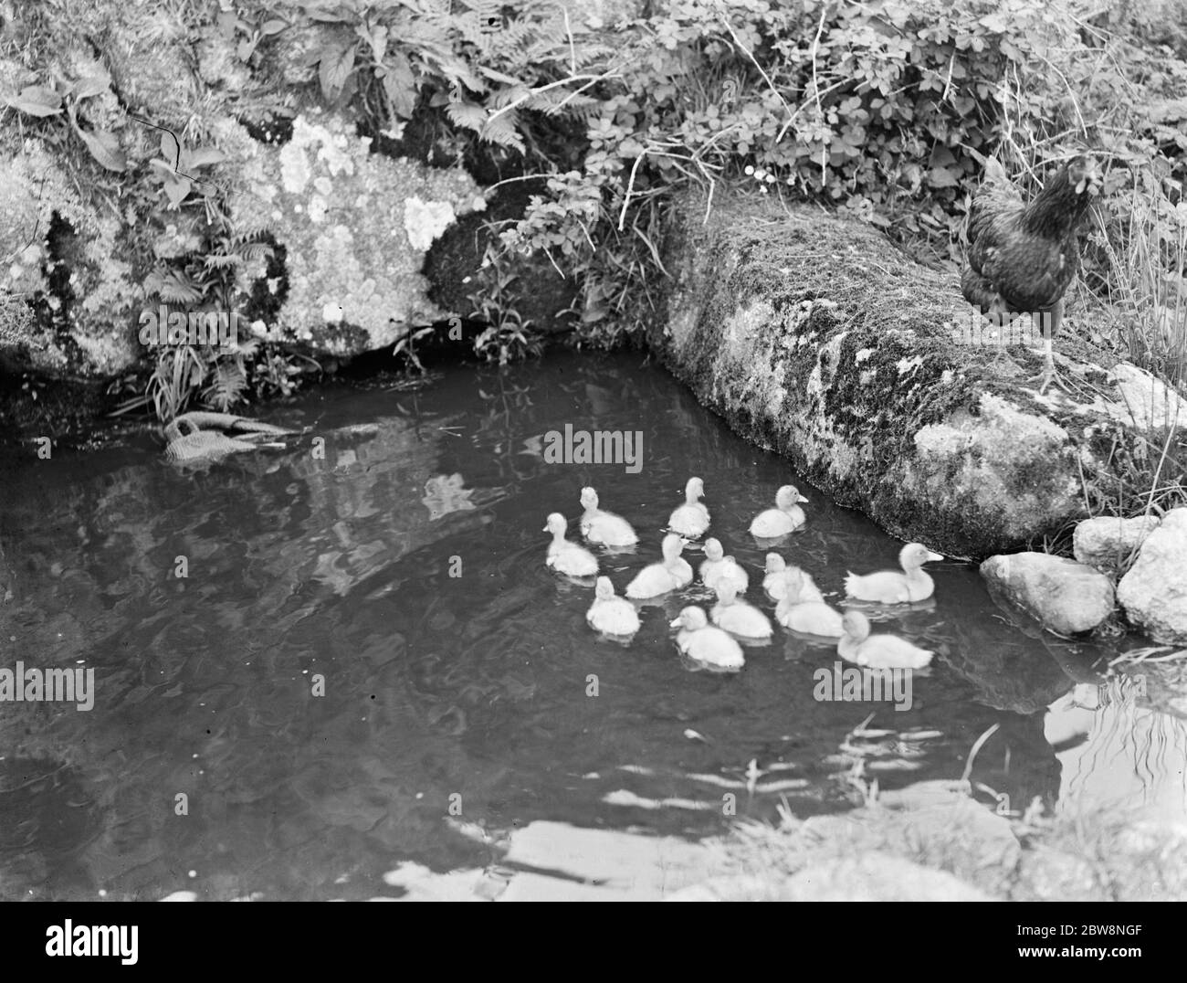 Duckilings ayant une baignade surveillée par un poulet Banque D'Images