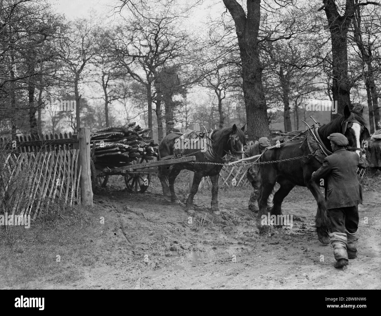 Un bûcheron truque des bûches avec son équipe de chevaux . 1936 . Banque D'Images