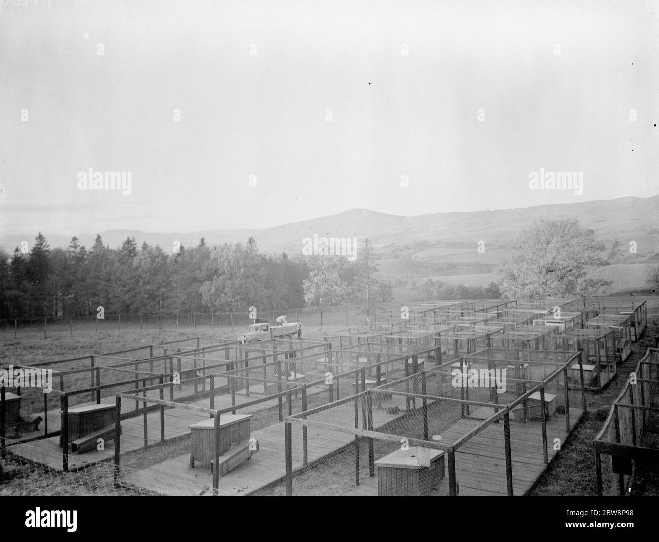 Stylos animaux à la ferme de fourrure Moresdale Hall , Greyrigg , Cumbria . 1937 . Banque D'Images