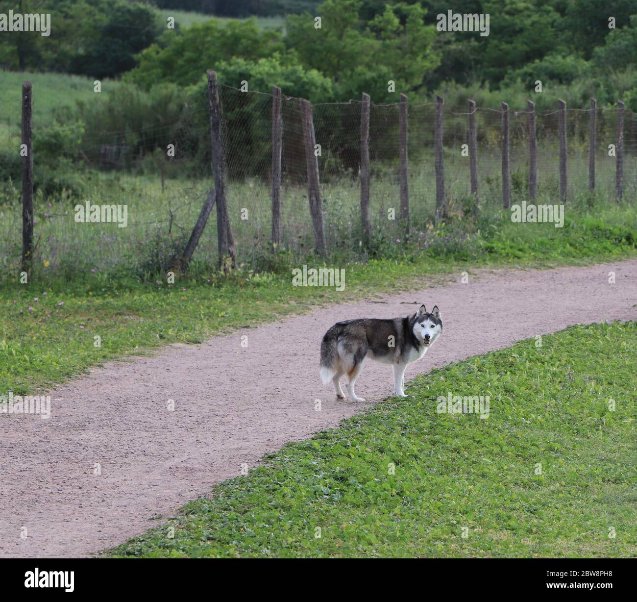 Chien husky dans le parc Banque D'Images