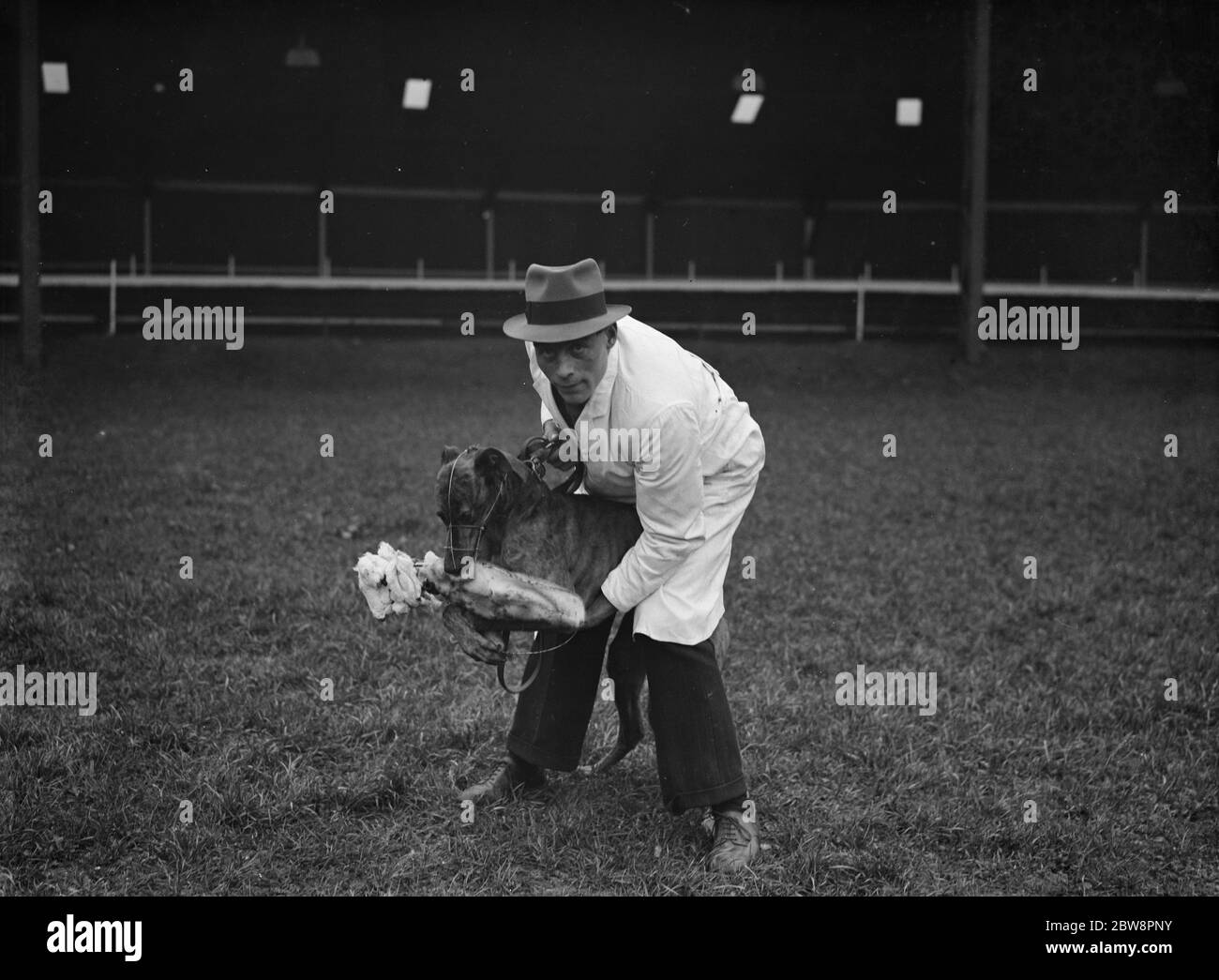 Au stade Crayford Greyhound. Un chien de garde laisse un greyhound voir le lièvre . 1937 . Banque D'Images