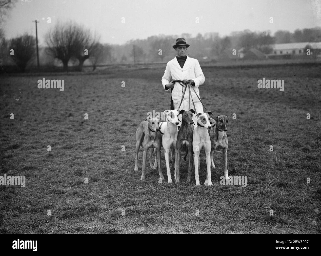 Certains des lévriers qui font la course au stade de crayford greyhound dans les champs avec leur chien de garde . 1937 . Banque D'Images