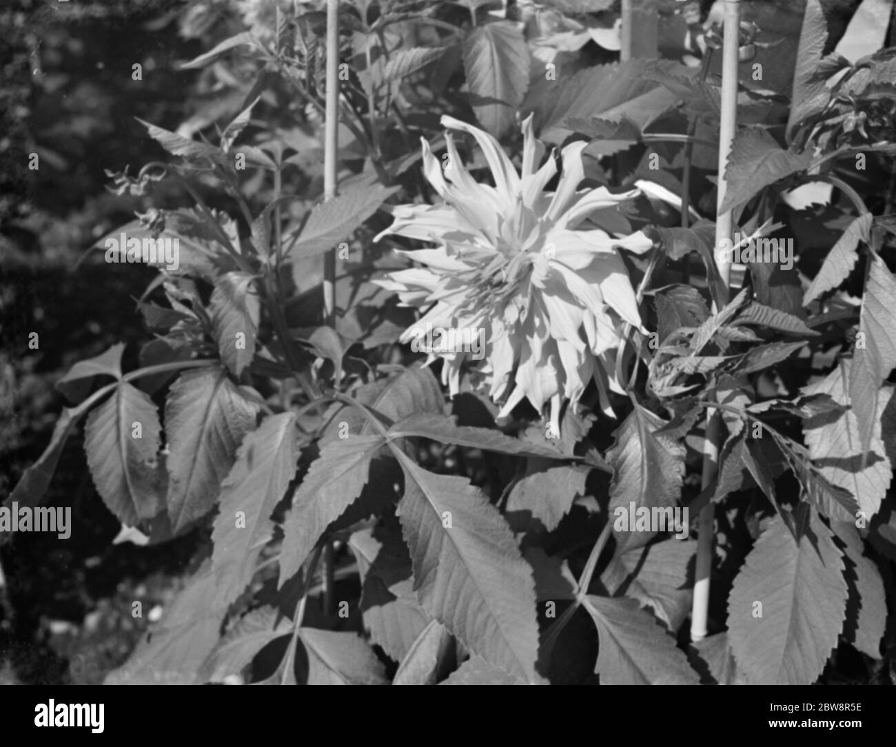 Dahlia Bush au parc de Dartford Central . 1936 Banque D'Images