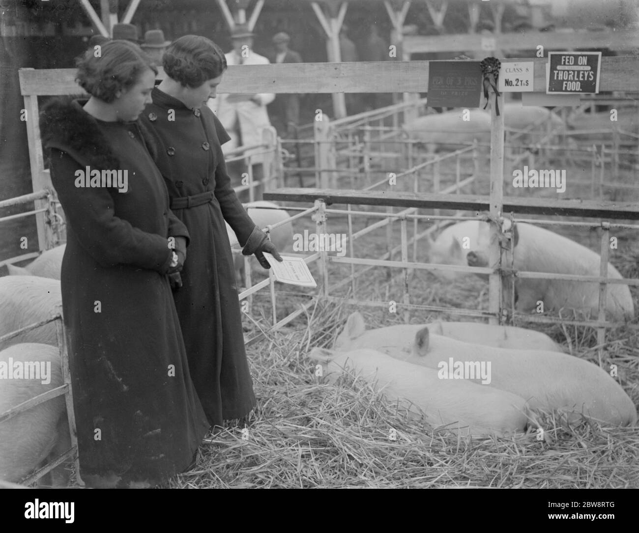 Deux dames admirant les cochons au Dartford Fat stock show . 1935 Banque D'Images