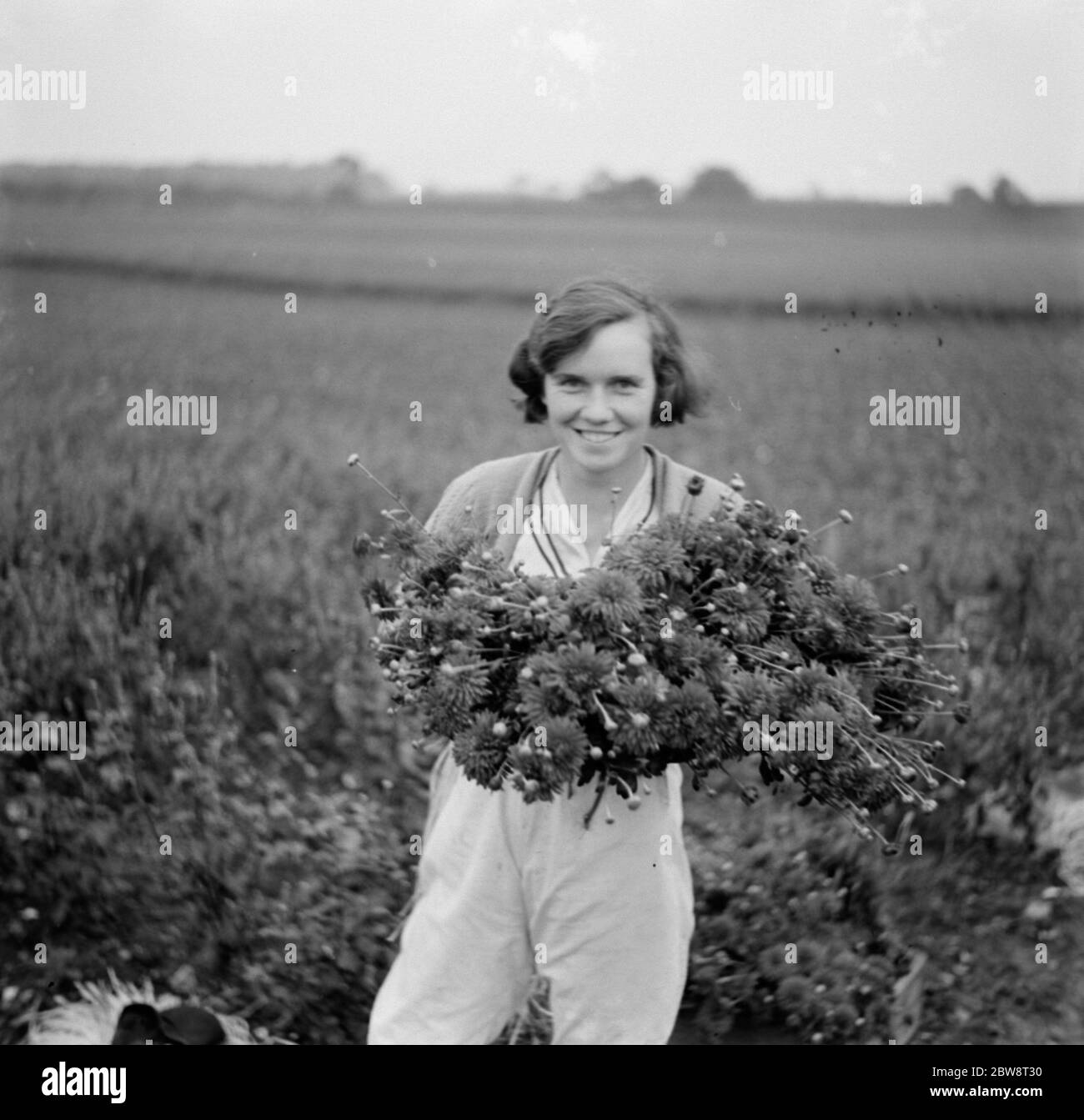 Une fille tient un bouquet de chrysanthèmes fraîchement cueillis . 1935 Banque D'Images