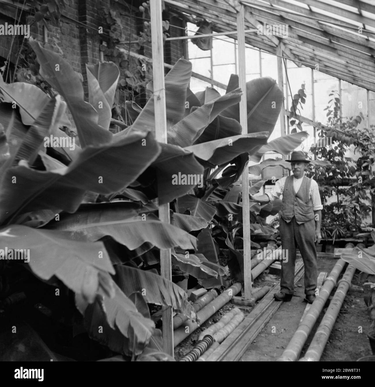 Plantes de banane étant soignées à Crockenhill , Kent . 1936 Banque D'Images