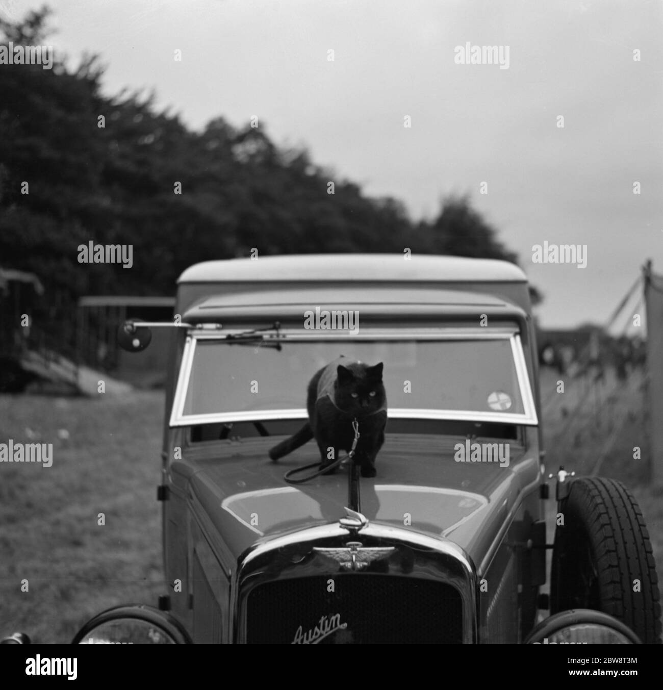 Un chat se tient regarder au-dessus d'un camion Austin à Tunbridge Wells , Kent . 1936 Banque D'Images