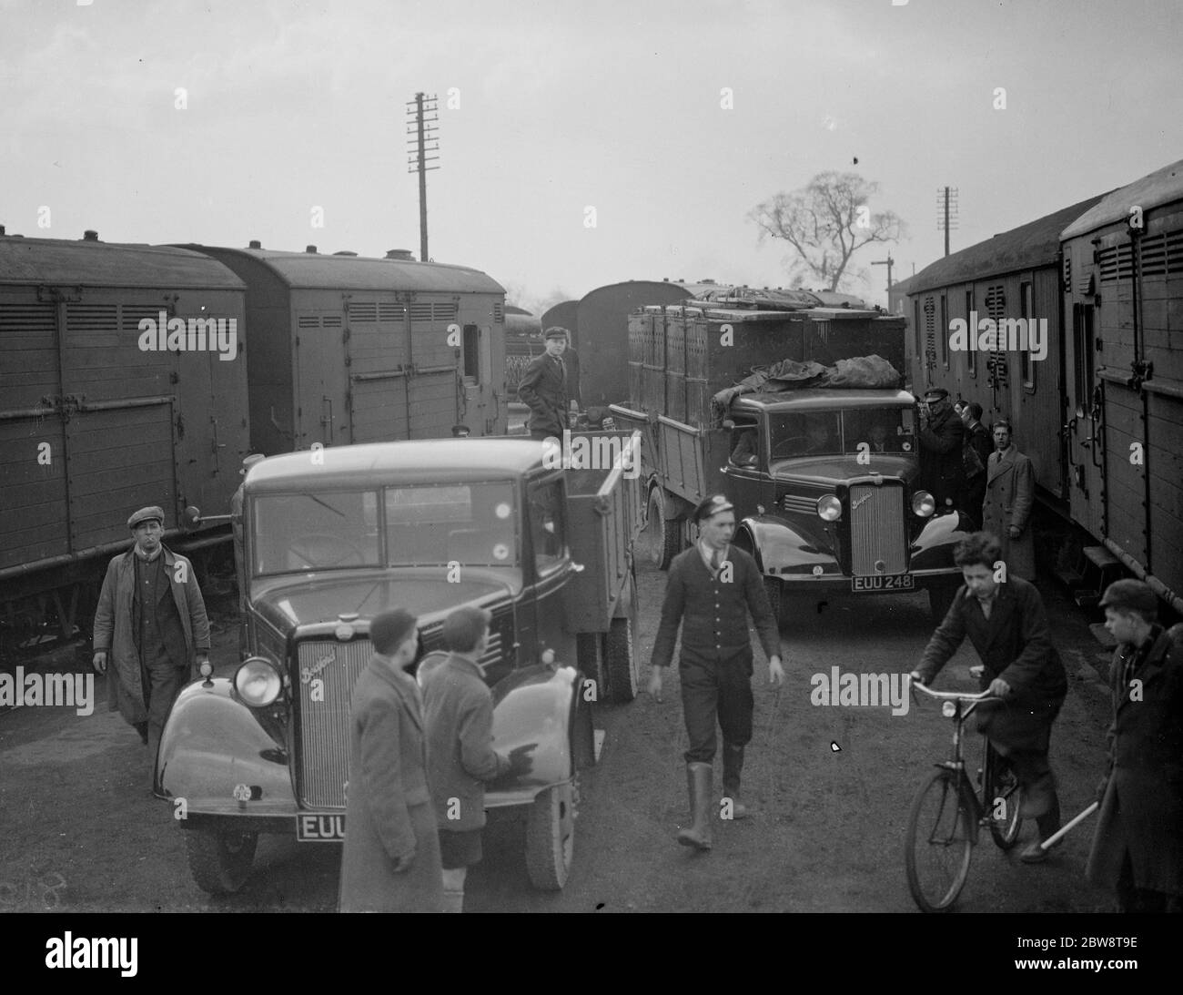 Les camions Penfold qui transportent des lions en boîte aux voies ferrées pour le chargement sur les trains pour le transport . 12 février 1938 Banque D'Images