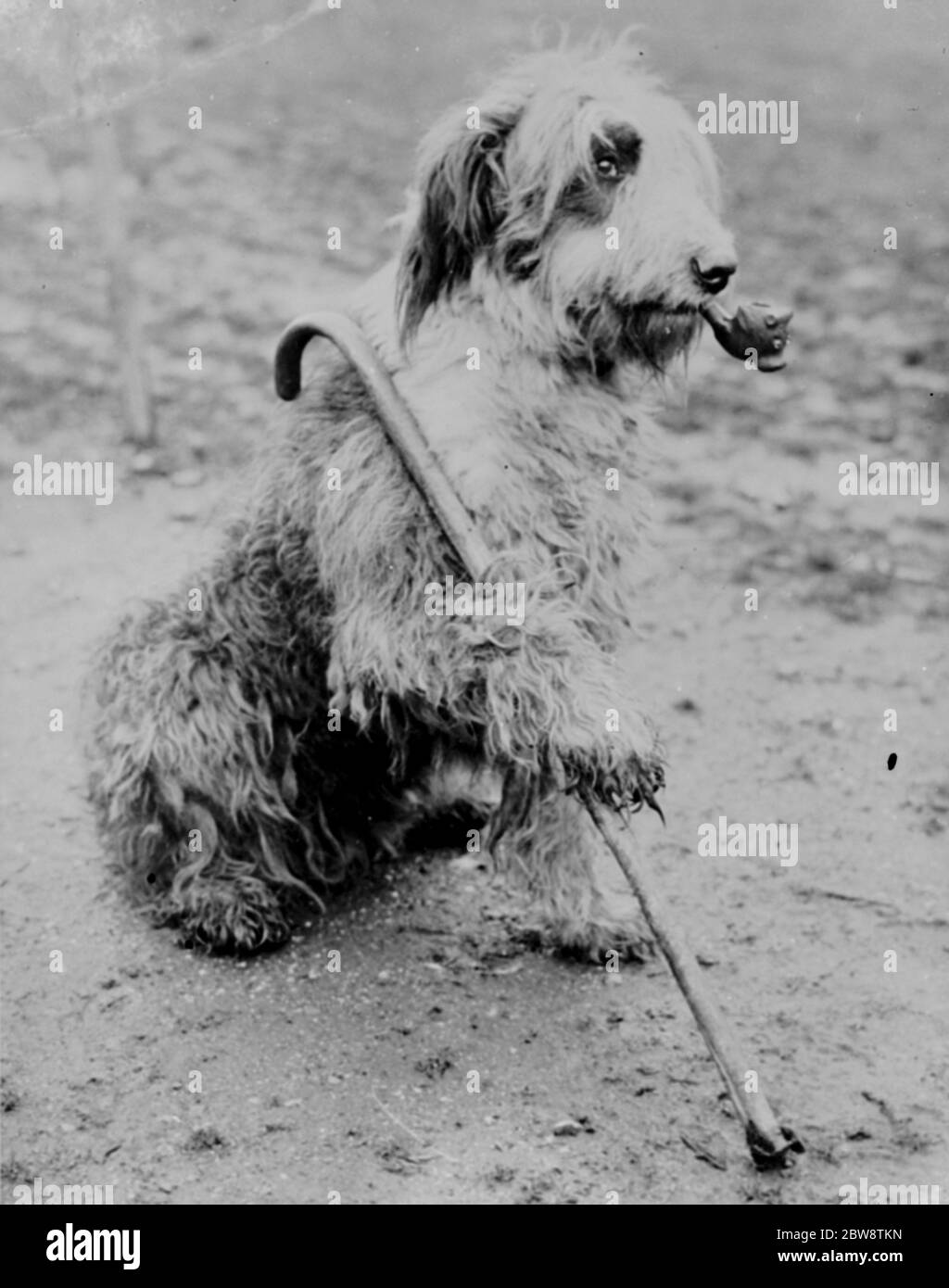 Le chien de berger de M. Groombridge se pose avec un tuyau et un bâton de marche . 1936 Banque D'Images