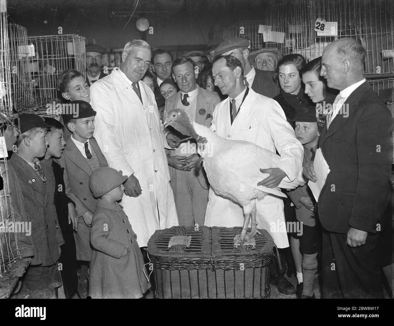 Exposition de volaille à Chislehurst , Kent . M. G Balfour montre aux enfants une turquie . 1938 Banque D'Images