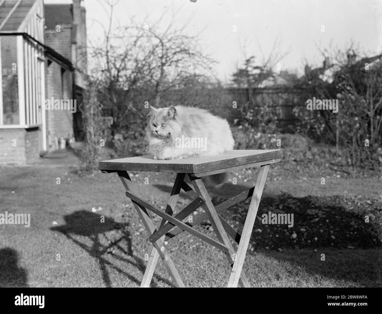 Prix chat appartenant à la Mayoress de Bexley , Mme Buckingham . 1938 Banque D'Images