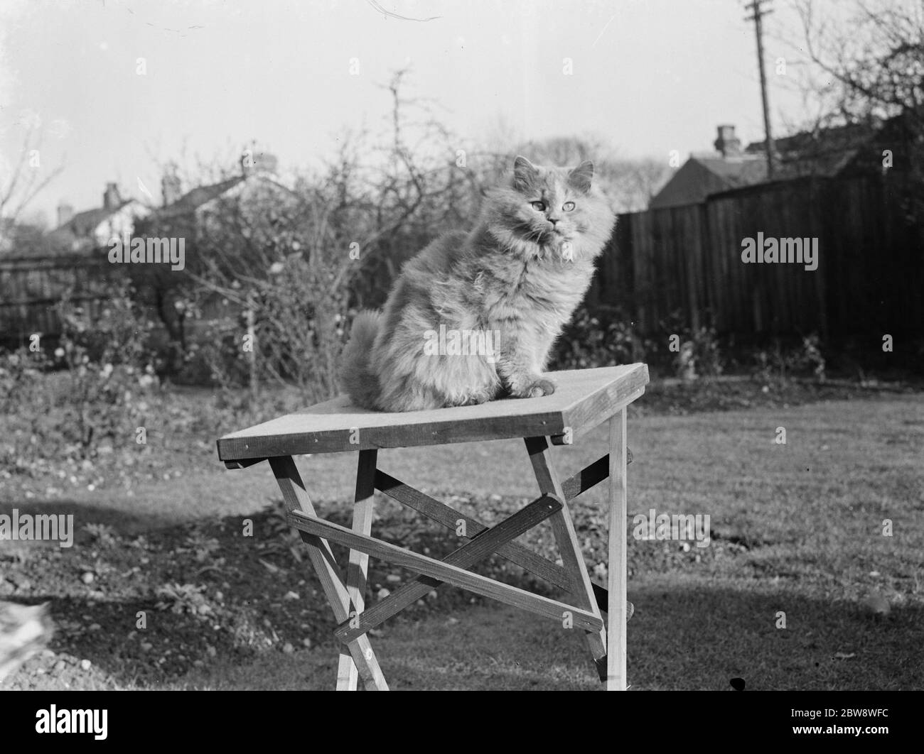 Prix chat appartenant à la Mayoress de Bexley , Mme Buckingham . 1938 Banque D'Images