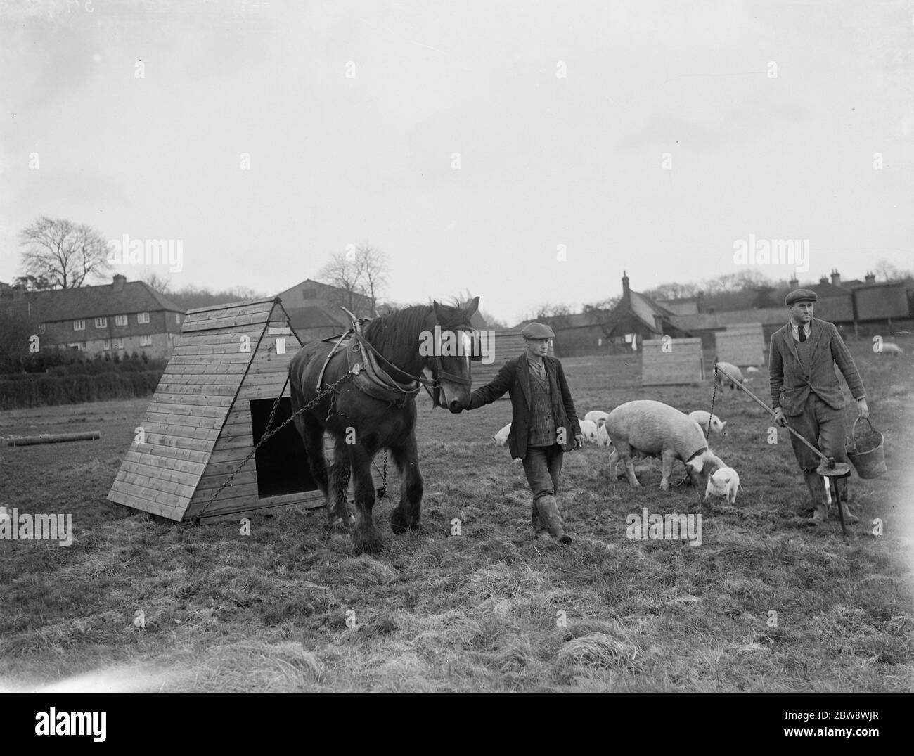 Porcs à la ferme Homewoods à Seal , Kent . Un fermier utilise un cheval de travail pour traîner un pigsty à une nouvelle position un autre suit avec une truie sur une chaîne , la menant avec ses porcelets le long . 1937 . Banque D'Images