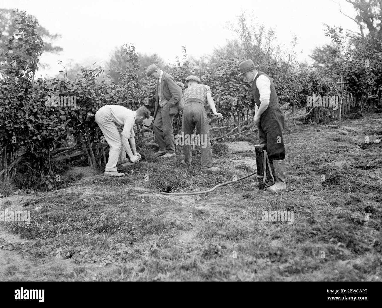 Les contrôleurs de ravageurs remplissent les terriers de lapin après s'être injecté dans les Cyanogas toxiques à une démonstration . 1936 Banque D'Images