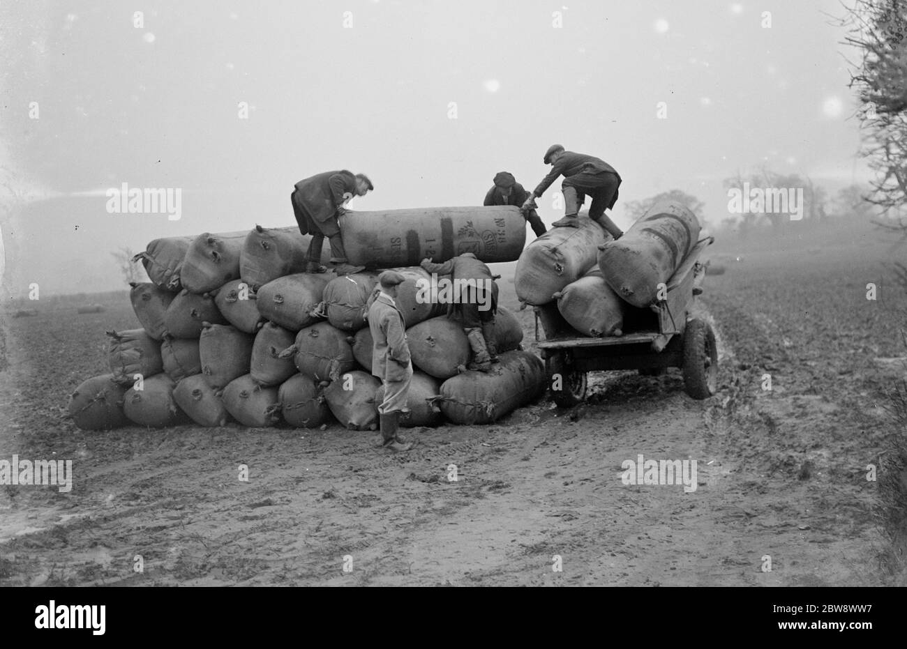 Sacs de surplus de houblon , qui sera utilisé comme fumier , empilés sur un cheval et chariot . 1936 Banque D'Images