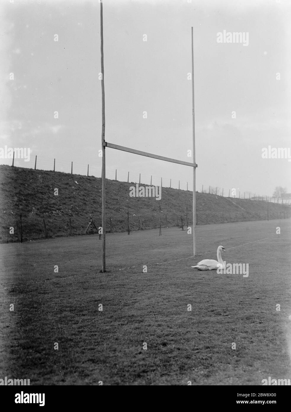 Un cygne se trouve entre les poteaux de rugby d'un terrain de rugby inondé . 1937 Banque D'Images