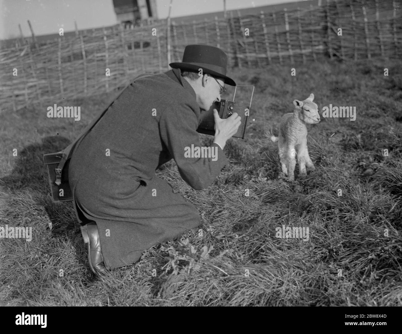 M. Lassams prend des photos des agneaux nés . 1936 Banque D'Images