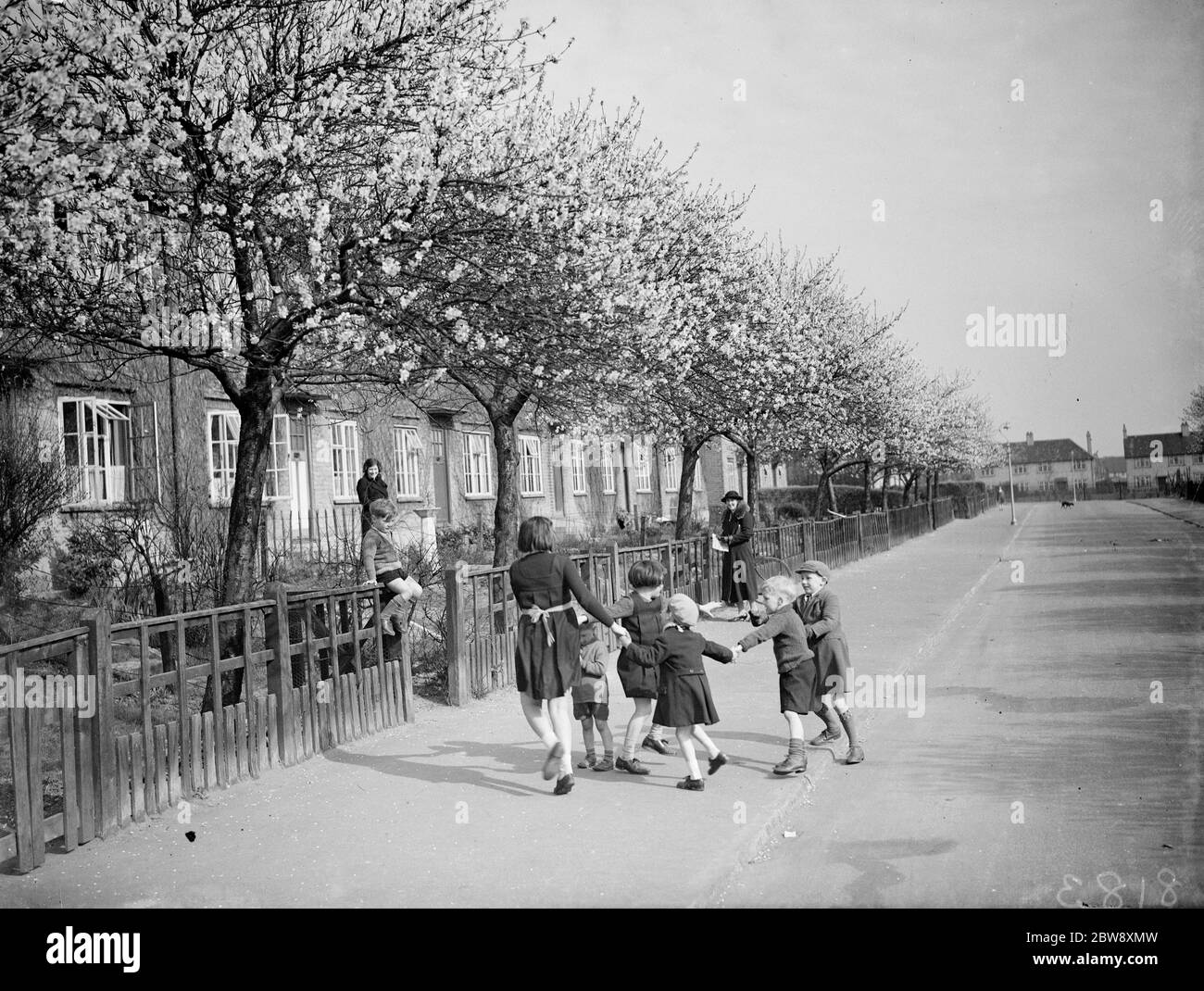 Enfants jouant dans une rue à Crayford sous les arbres de fleurs d'amandiers . 1938 Banque D'Images Enfants jouant dans une rue à Crayford sous les arbres de fleurs d'amandiers . 1938 Banque D'Images