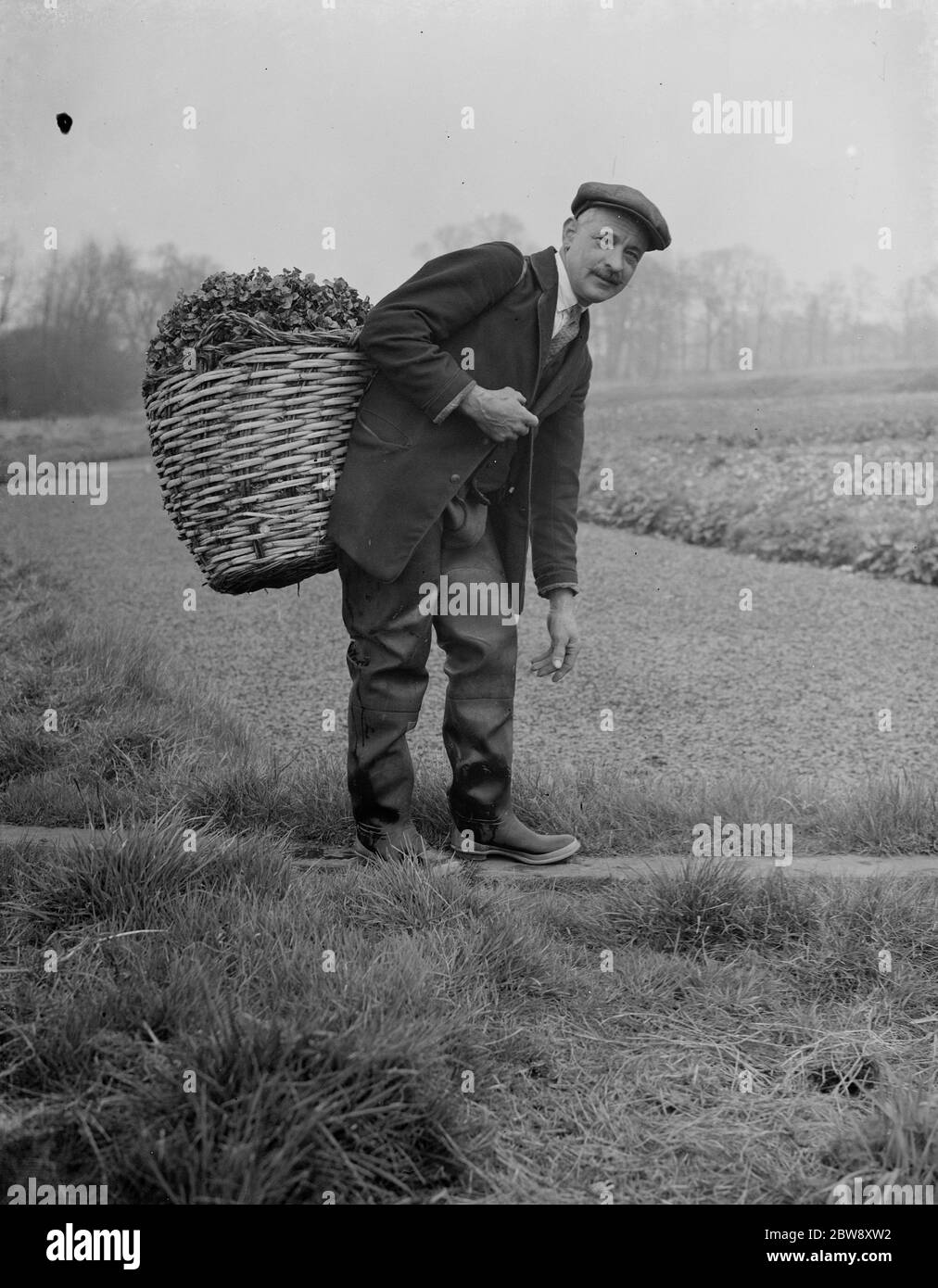 Lits de cresson dans Footscray a pris soin de M. Johnstone vu ici avec un panier de la charge de cresson fraîchement cueillie . 1938 . Banque D'Images