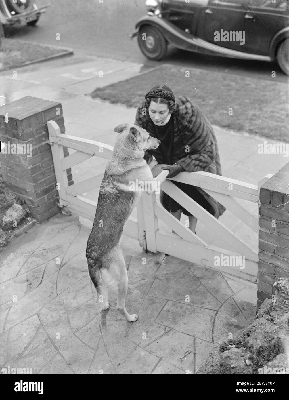 Mlle Muriel Oxford est accueillie à la porte par un chien excitable . 1937  Photo Stock - Alamy