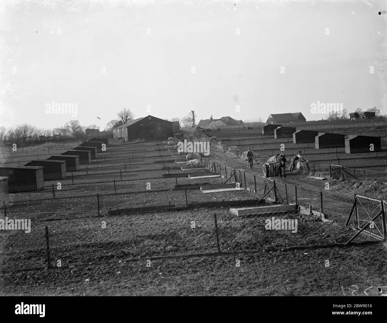 Une vue sur les maisons de reproduction des porcs à la ferme de Tripes , Orpington , Kent . 1936 Banque D'Images