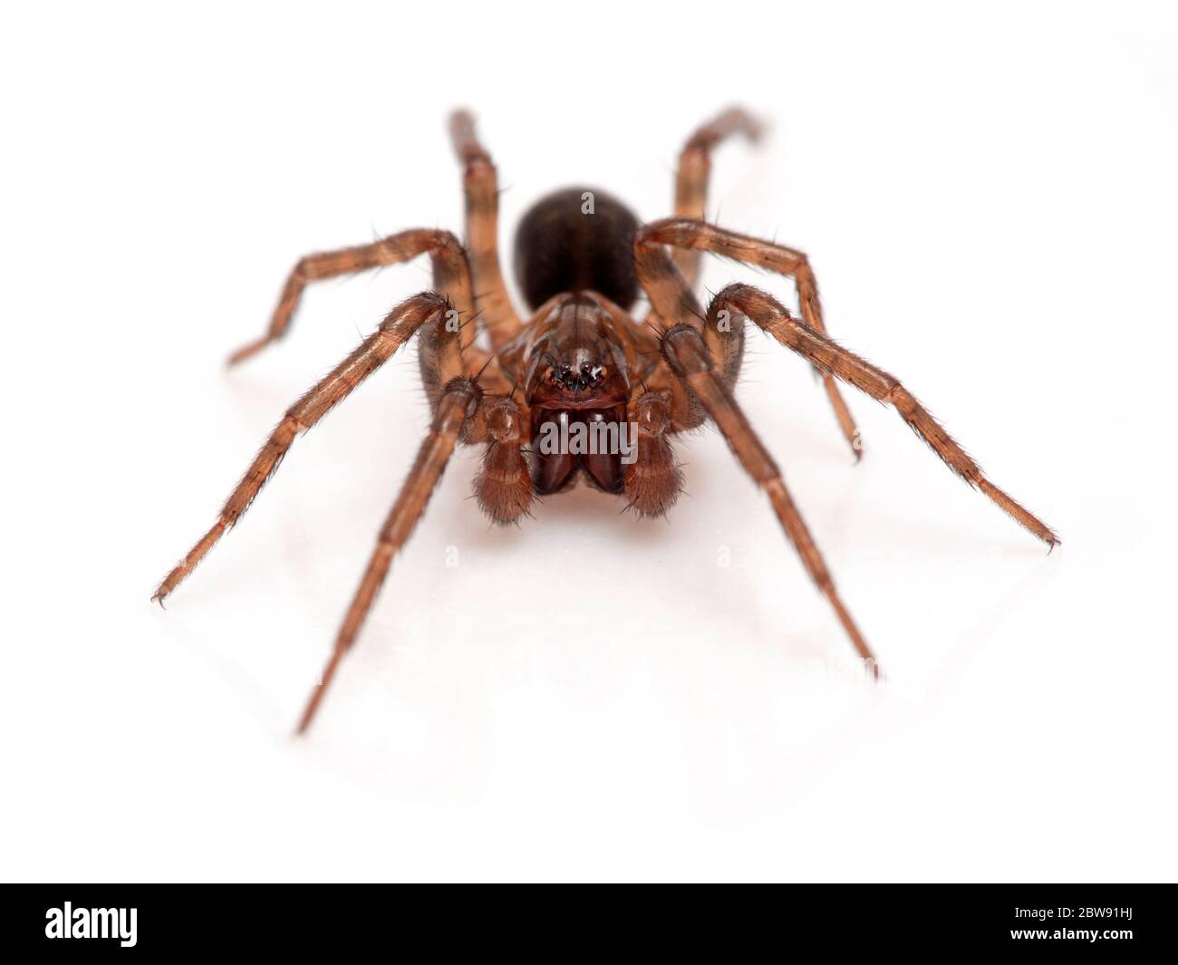 Jolie araignée brune terrestre (Cybaeus eutypus), isolée sur fond blanc, vue de face. Du marais salé de Boundary Bay, Delta (Colombie-Britannique), Cana Banque D'Images