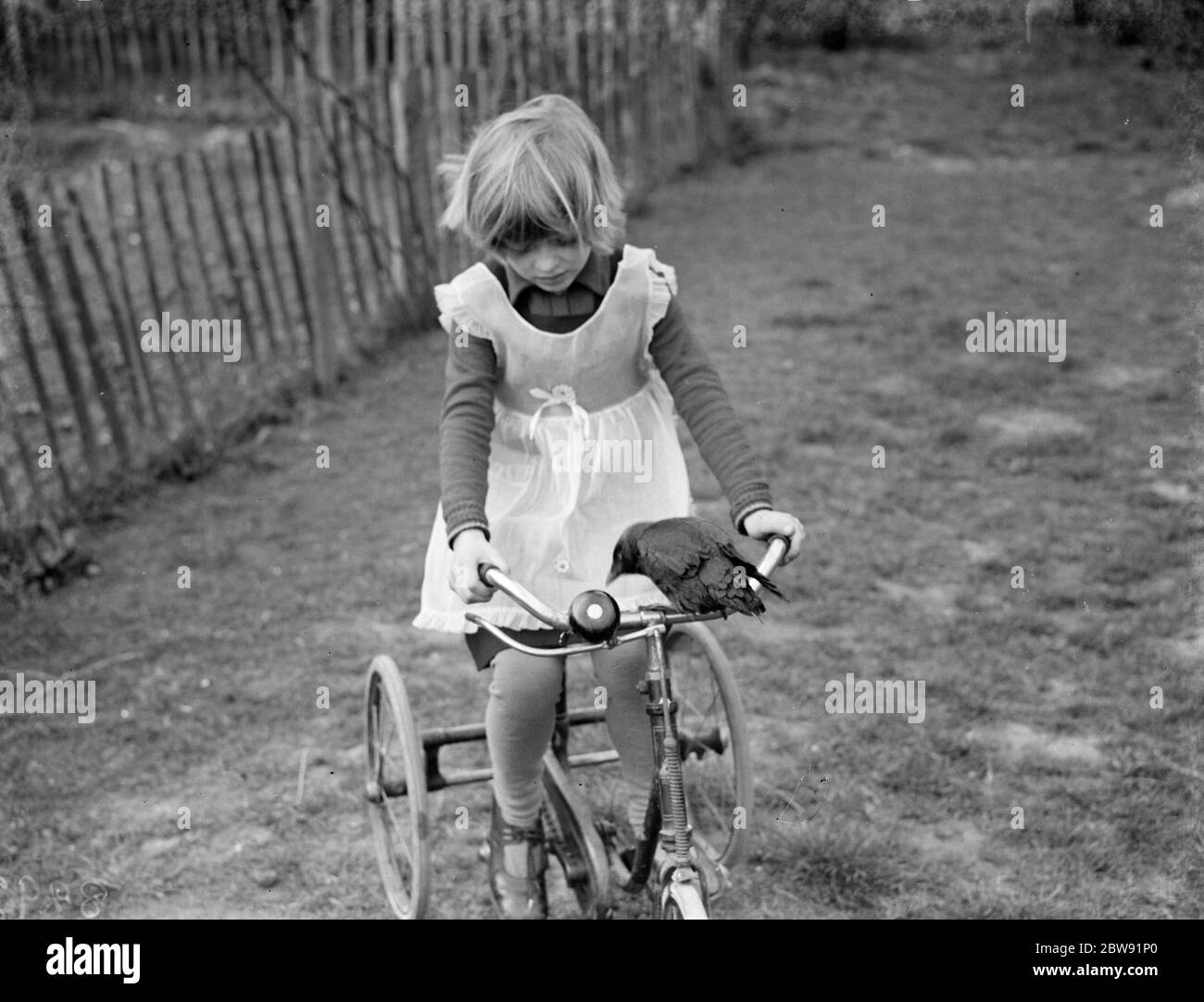 Little Ann Bowers jouant sur son tricycle avec son jackdaw tamé sonnant la cloche sur le guidon . Eynsford , Kent . 21 mars 1938 Banque D'Images