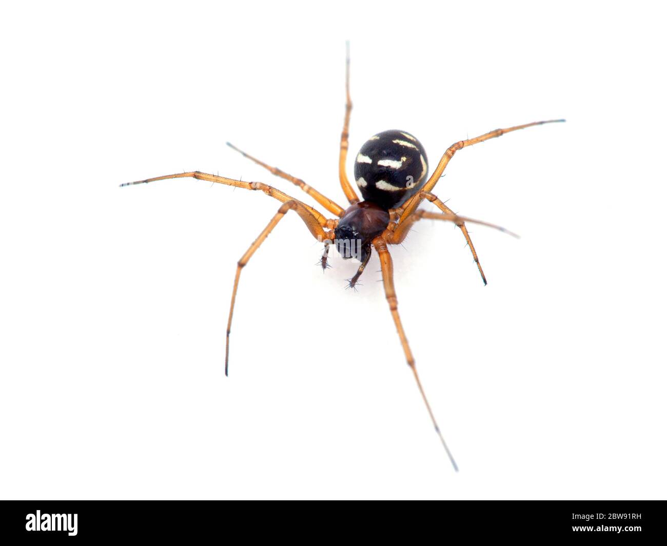 Jolie araignée très minuscule (famille des Linyphiidae) isolée sur blanc. Du marais salé de Boundary Bay, Delta (Colombie-Britannique), Canada Banque D'Images